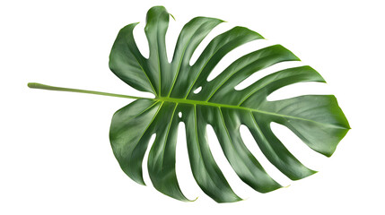  Description: A detailed, lush monstera leaf with deep green color and natural splits against isolated a white background. cut out