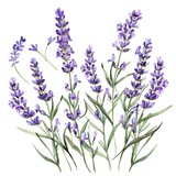 Fototapeta  - Watercolor lavender clipart with delicate purple flowers and green stems.
