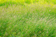 Lush long blade wild green grass growth field meadow tall