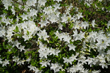 Wall Mural - azaleas