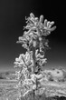 Jumping Cholla cactus in the Salt River management area near Scottsdale Mesa Phoenix Arizona United States