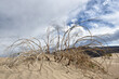 Dead Bush at Mesquite Flats Sand Dunes in Death Valley National Park.