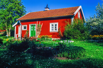 Sticker - Garden with flowering tulips and daisies by a red idyllic cottage