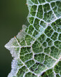 Delicate skeletal leaf patterns revealed by insect feeding, adorned with dewdrops in nature's quiet morning light.