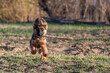 Long-haired German Shepherd breed puppy running with a stick in his mouth.