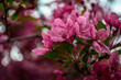 Vibrant Pink Macro Springtime Blossoms