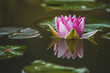 A Lone Water Lily Surrounded By Lily Pads