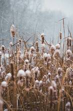A Snowy Serene Marshland Scene