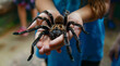 Brave Child Holding an Oversized Tarantula with Care and Confidence