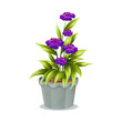purple hyacinth in a flower pot