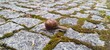snail on a leaf
Ślimak 
