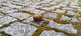 Fototapeta  - snail on a leaf
Ślimak 