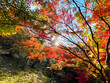 もみじの葉が色づいた秋の紅葉風景