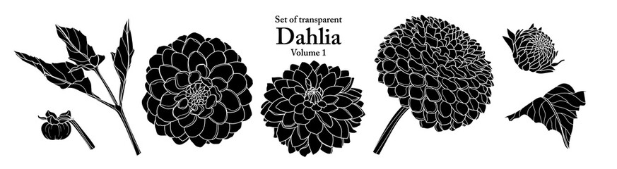 Wall Mural - A series of isolated flower in cute hand drawn style. Silhouette Dahlia on transparent background. Drawing of floral elements for coloring book or fragrance design. Volume 1.