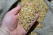 Hand holding staple food wheat grains for cuisine dishes