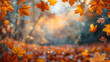 Autumn scenic maple orange leaves and sunlight