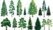 Coniferous vector tree collection  Set of various tr
