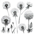 pencil drawing detailed sketch set of black and white dry dandelions flowers on white background