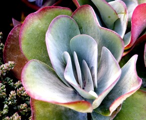 Wall Mural - succulent plant in bloom in the vase