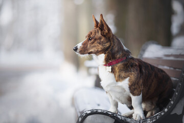 Wall Mural - small cute corgi dog in the winter park on the bench