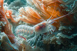 Spotted Cleaner Shrimp in a Coral Haven.