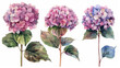 Set di tre ortensie rosa lilla  in stile acquerello , ideali per progetti di design sofisticati, sfondo bianco scontornabile