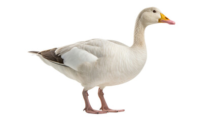 Wall Mural - white goose isolated on transparent background cutout