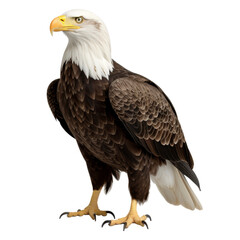 Wall Mural - bald eagle isolated on transparent background cutout