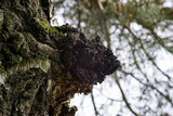 Fototapeta Pomosty - Ceniony przez zielarzy naturalny grzyb rosnący na brzozie, któremu niektórzy przypisują właściwości antynowotworowe