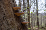 Fototapeta Pomosty - Kolorowe Owocniki Piniarka na starym pniu drzewa potocznie zwanego Hubą