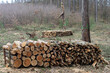 Wycinka lasu gospodarczego w celu pozyskania drewna