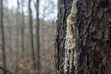 Fototapeta Pomosty - Uszkodzony pień drzewa iglastego z widocznym zaleczeniem przez wypuszczenie żywicy