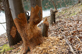 Fototapeta Pomosty - Zaatakowane przez ciągle rosnącą populację Bobra drzewa liściaste na nad brzegiem jeziora