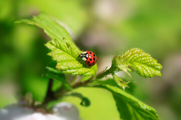 Poster - Red ladybug sitting on green leaf