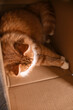 Red cat sleeps in a cardboard box