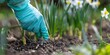 Individual wearing medical glove fertilizing young daffodils up close while gardening in the spring to enhance soil with beneficial fertilizer.