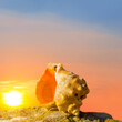 closeup empty marine shell on stone at the sunset