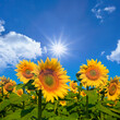 closeup sunflower field under a sparkle sun