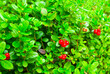 closeup cowberry bush with ripe berries
