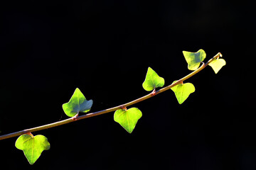 Wall Mural - Branch and leaves of ivy (Hedera helix) against a dark background