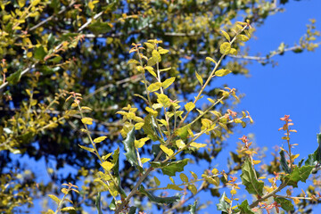 Poster - New leaves of the California live oak (Quercus agrifolia)