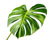 Monstera, philadendron leaf isolated on transparent background. PNG file with transparency. Tropical plants. Generative Ai 