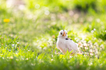 Poster -  chick posing on grass in spring