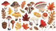 Hand drawn Big Vector set of Four types of Mushrooms a