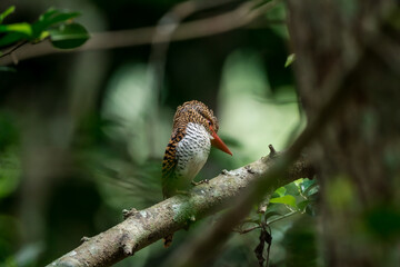 Banded Kingfisher The head, back, and tail have alternating brown stripes. The body below is white. The chest and sides of the body have a black scale pattern.