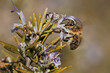 © Diego Cano Cabanes - Abeja apis mellifera en flor de romero (Salvia rosmarinus), Alcoy, España
