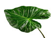 Green taro, alocasia leaf isolated. Png file with transparency, Generative Ai 