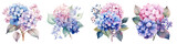 Watercolor hydrangea clipart isolated on transparent background