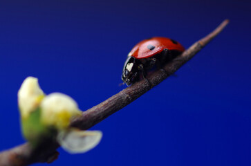 Wall Mural - Ladybug on a blooming flower