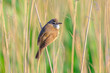 Close up of a great reed warbler, acrocephalus arundinaceus, bird singing in reeds